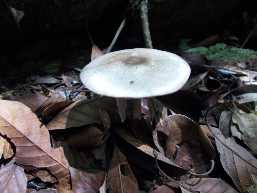 砂山(未竟)，鍛鍊山，海鼠山，天狗岩_1121135