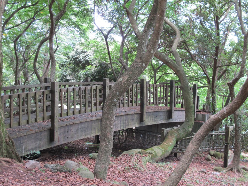 2020-06-05 大坑1號步道_985436