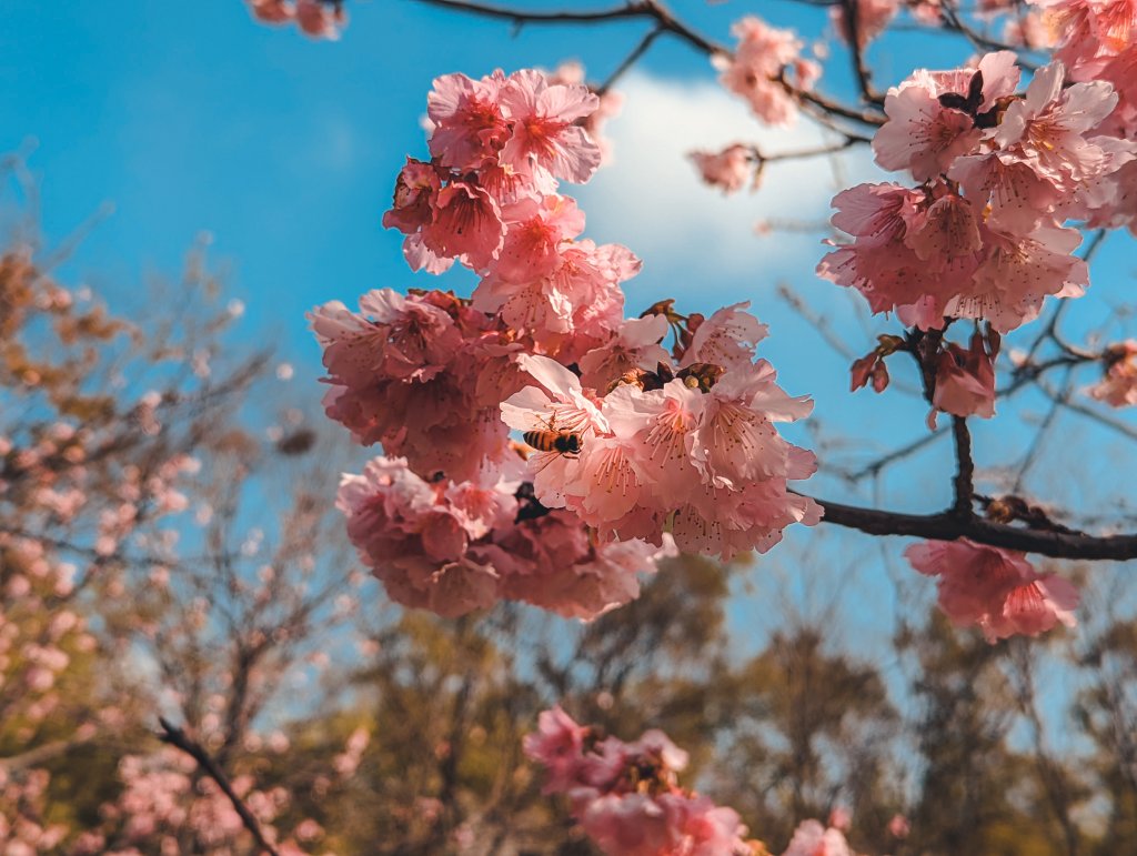 【春宴】百花盛開、櫻花雨封面圖