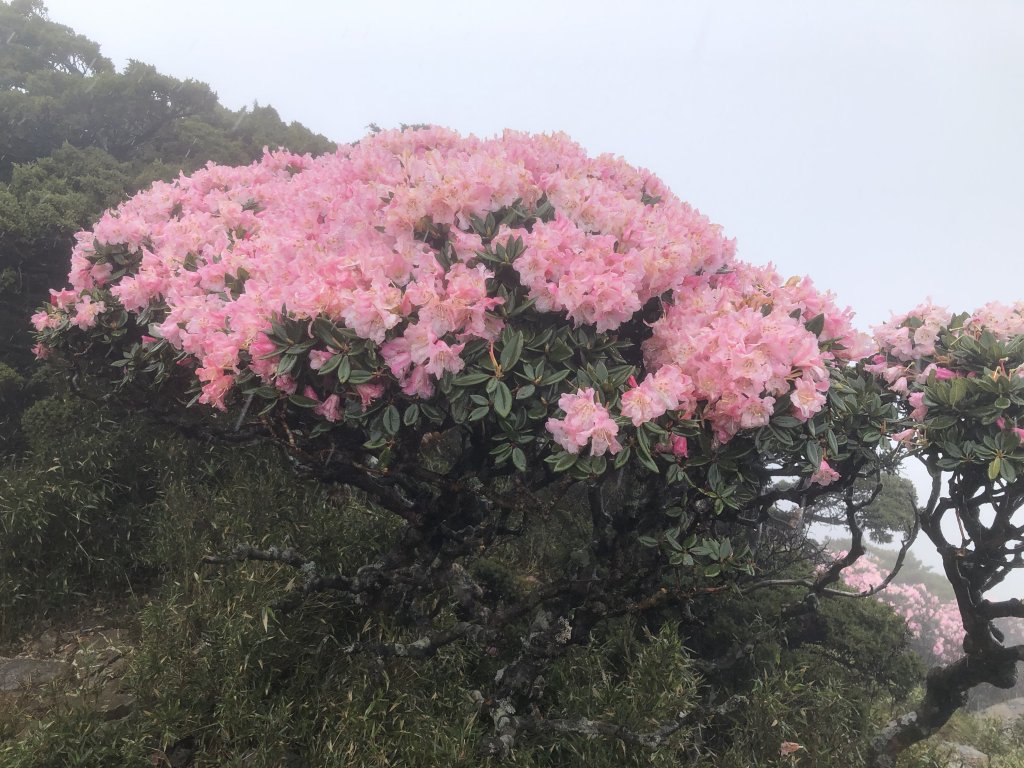 狂風暴雨合歡山_593624