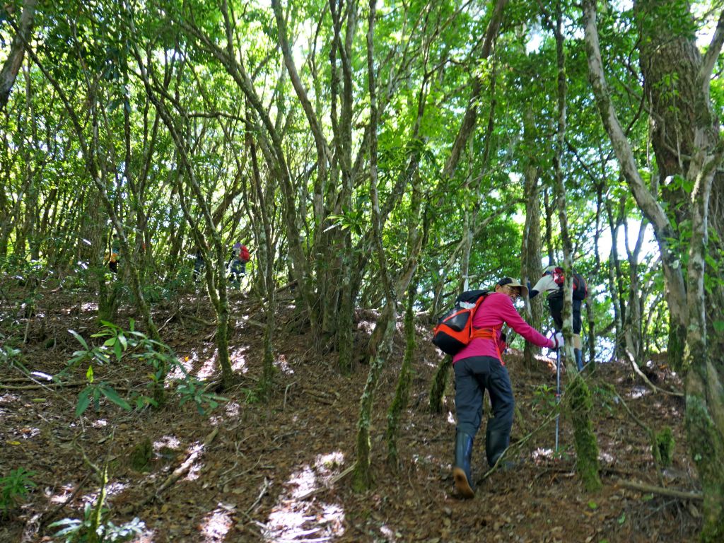 登碧綠神木旁焦土山及加碼綠水文山步道  _375948