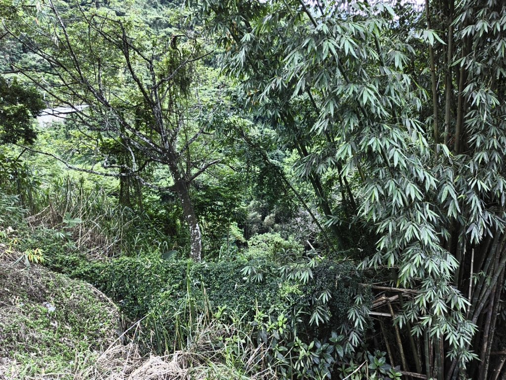 [玉山尋寶任務-07/12] 2025_0824 八通關雲龍瀑布步道_2870368