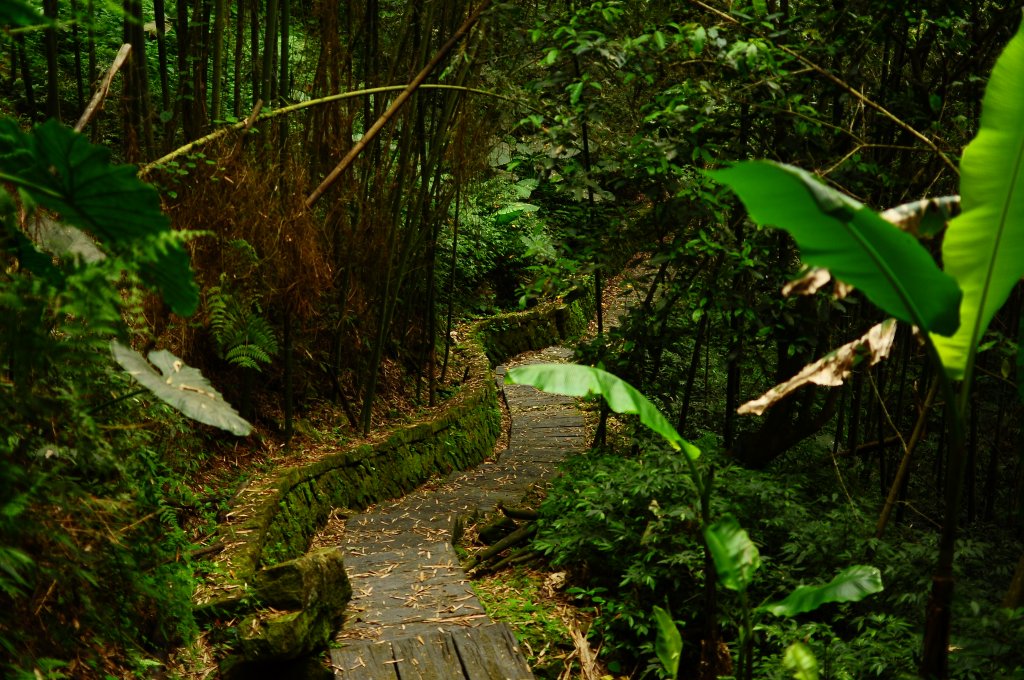 鄒族雅吾瑪斯步道_916880