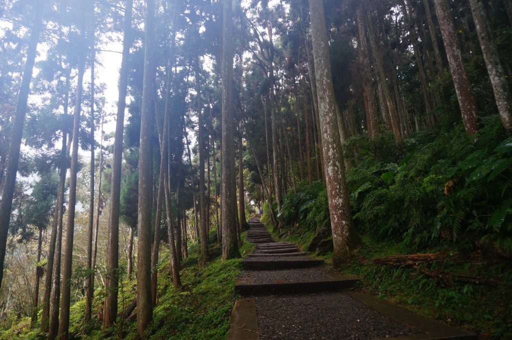 溪頭自然教育園區_2016903