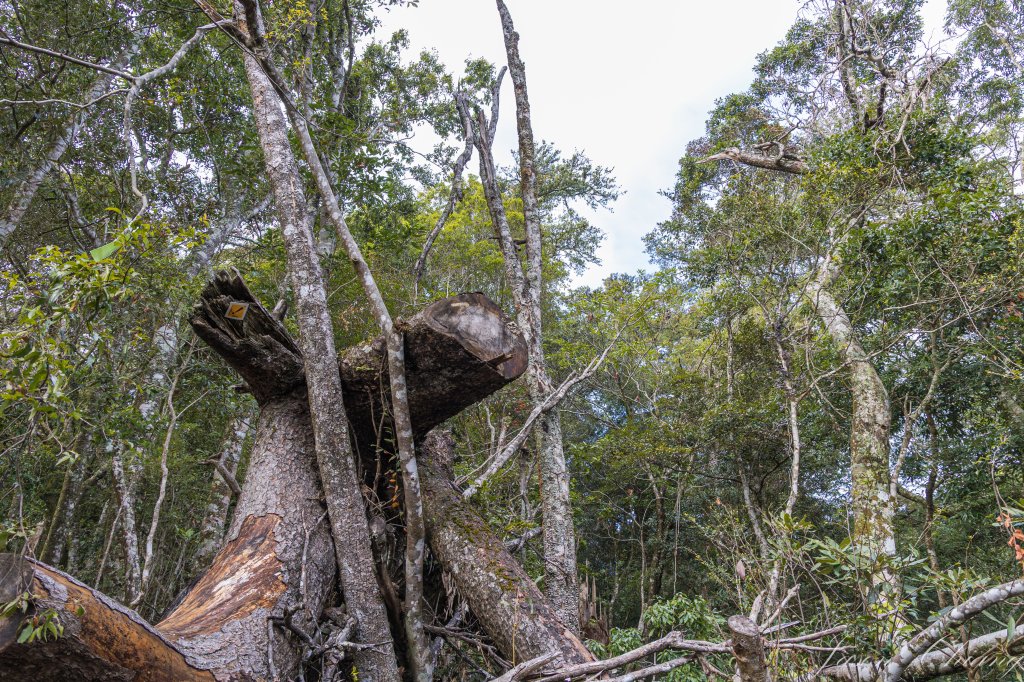 谷關七雄_屋我尾山_2977017
