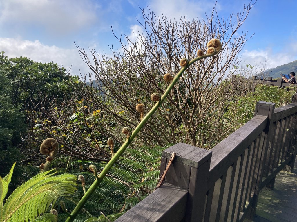 2022.11.13 小油坑山-大屯山三峰-面天坪-貴子坑（臺北大縱走第二段）_1920482