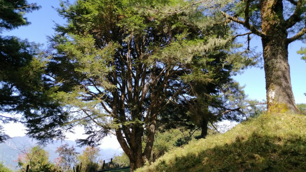 嘉義 阿里山 鹿林山、鹿林前山、真鹿林山、石水山_1487571