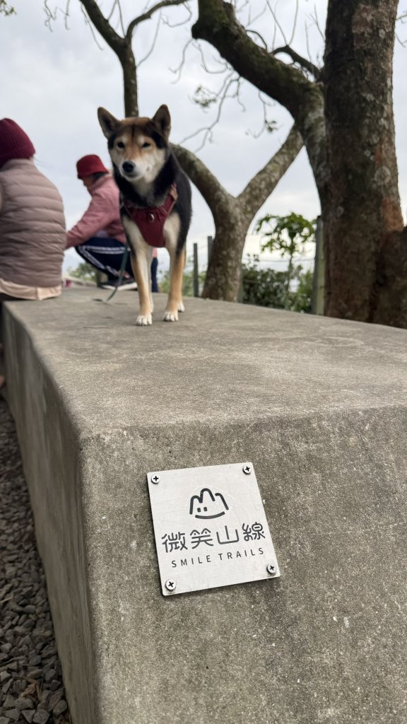 20260111微笑山線：【大棟山系】405高地段+百年大榕樹段_2982898