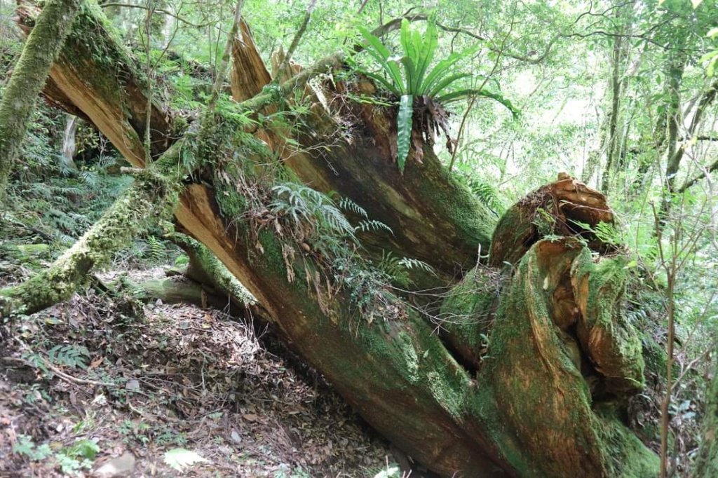 〔桃園復興〕拉拉山巨木，史詩級魔幻森林，75公頃紅檜 扁柏森林浴_2237271