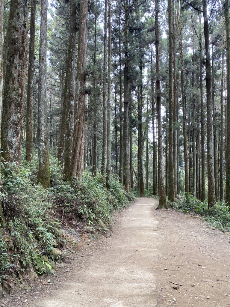 大凍山封面圖