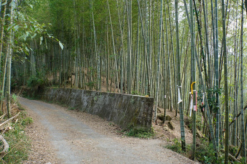 南投 鹿谷 龍鳳山、龍鳳峽山、三叉崙山、水桶寮山、內樹皮山、羊頭崙山、志騰山、竹崙山、溪頭山_2962248