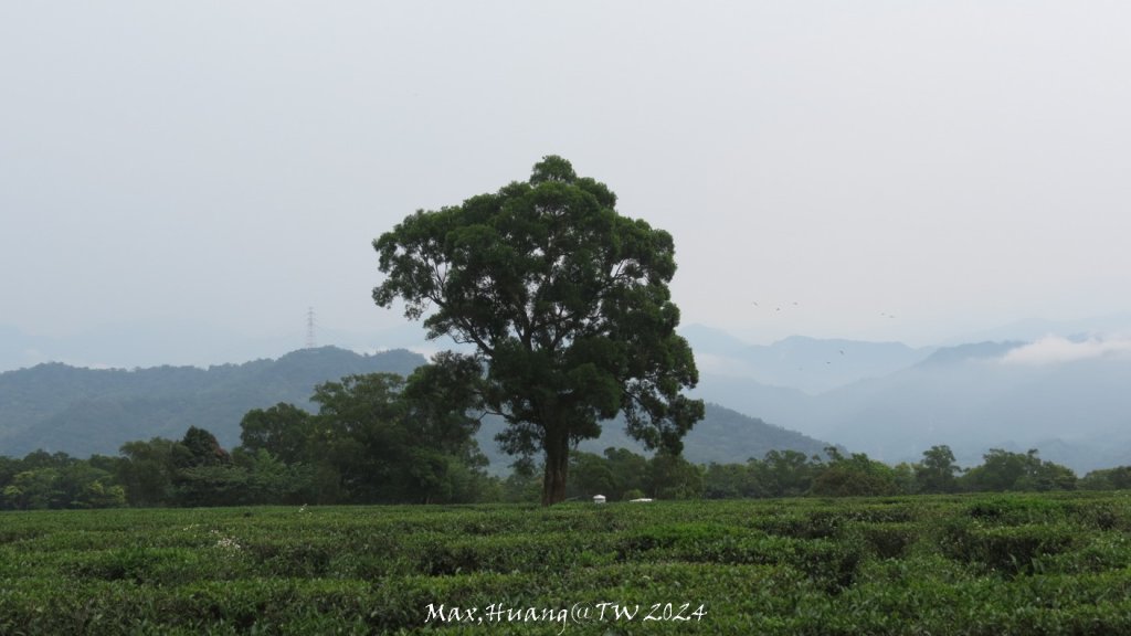 《苗栗》茶園古道｜三義登三義山慈濟山（三通嶺啟登）20240405_2472213