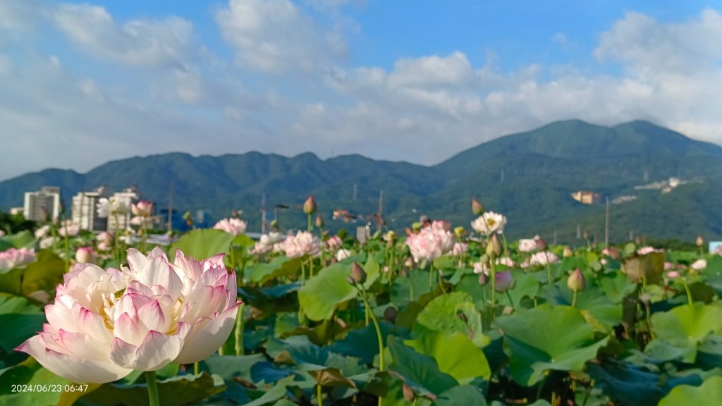 天龍國阿伯的日常-雲山水花鳥蝶 6/23_2532513