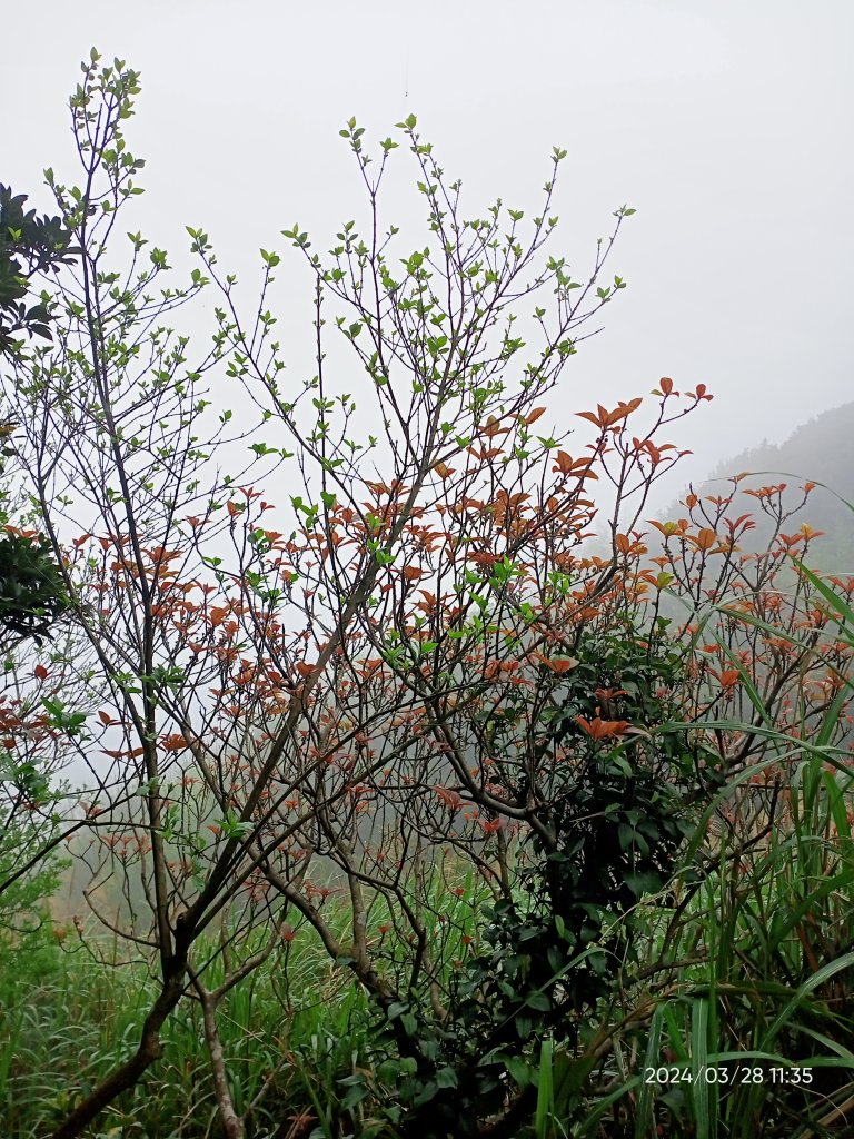 【臺北大縱走 3】擎天崗→石梯嶺→頂山→風櫃嘴_2468794