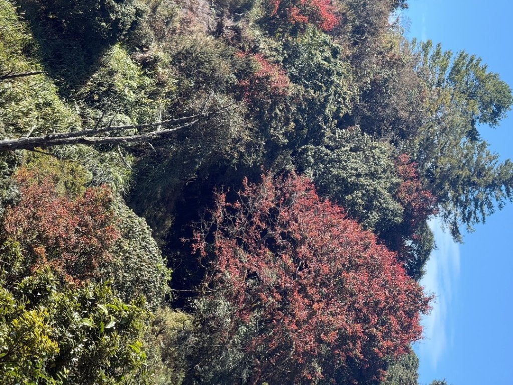 1141215塔山步道_2962698