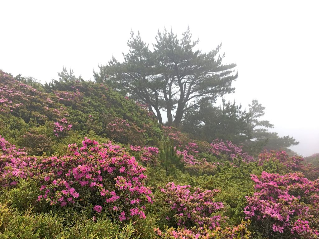 雲霧中賞合歡北峰杜鵑順訪台灣池_345004