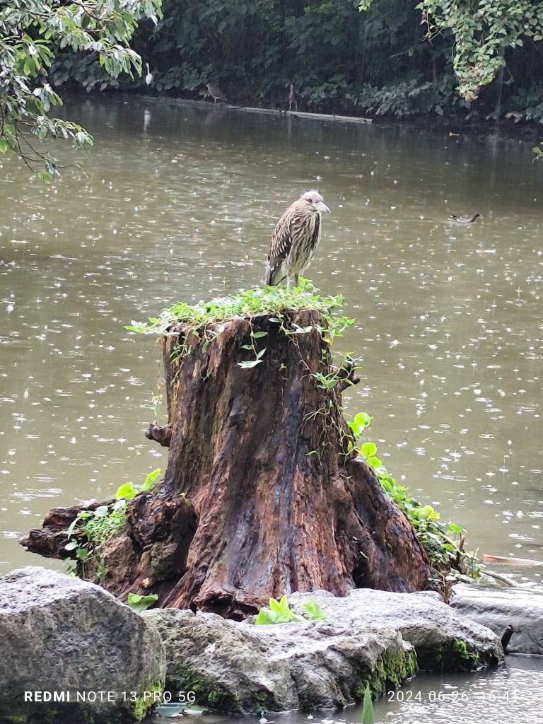 大安森林公園【走路趣尋寶】【臺北健走趣】_2536293