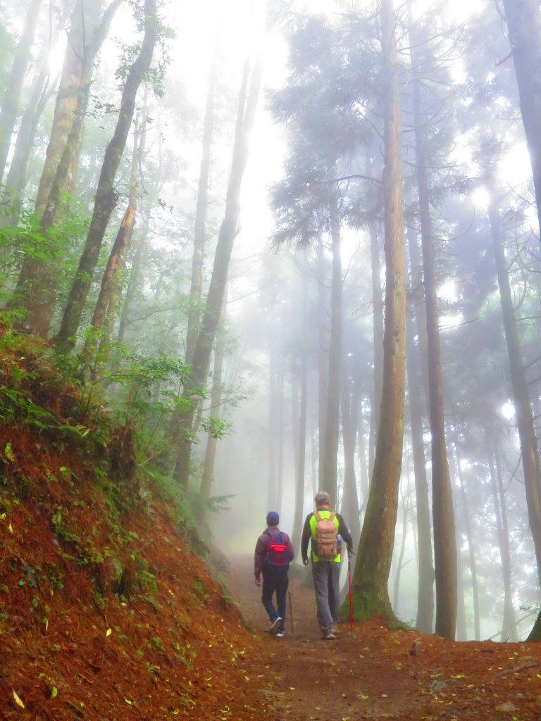 【新竹】觀霧迷幻森林：檜山巨木群步道_1111962
