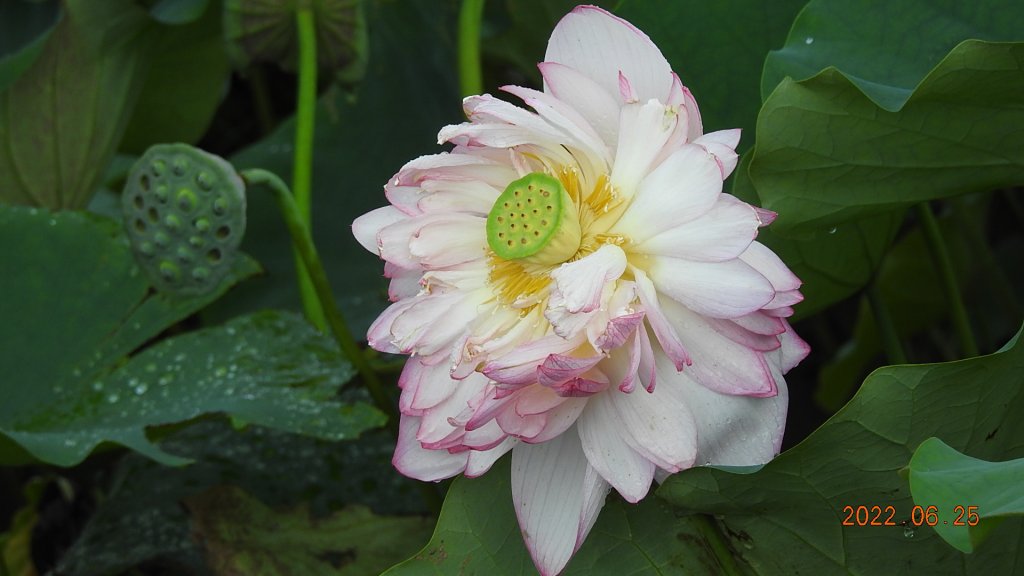 雲山水花鳥蝶-天龍國阿伯的日常6/25&26_1744269