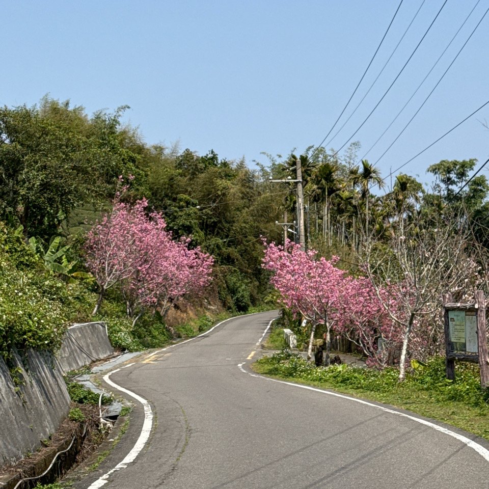 20250308古坑後棟山涼亭、挑筍古道_2730487