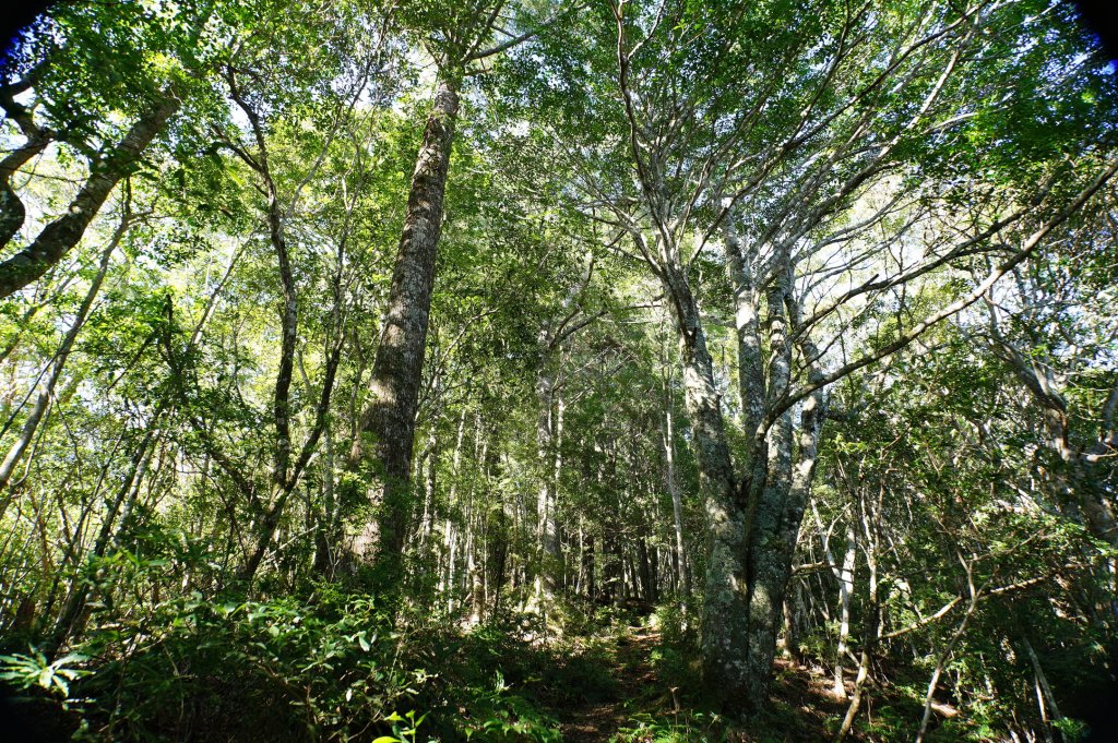 新竹 尖石 屯野生台山、石麻達山、錦屏山_2904268