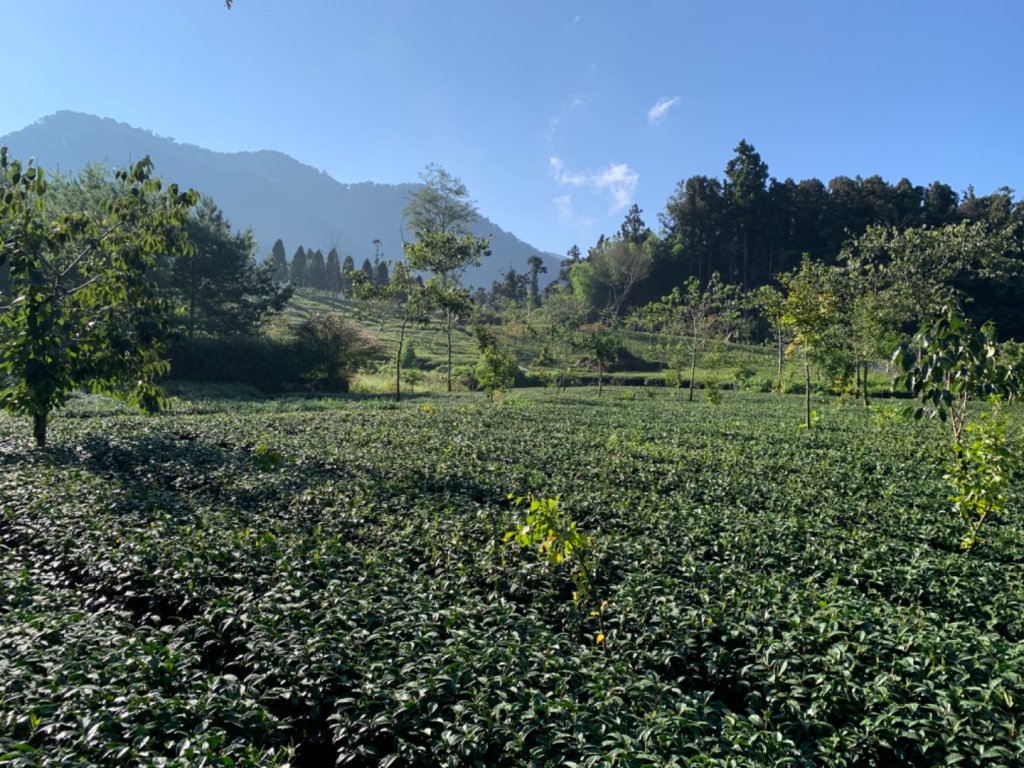 頂湖環湖步道_1117481