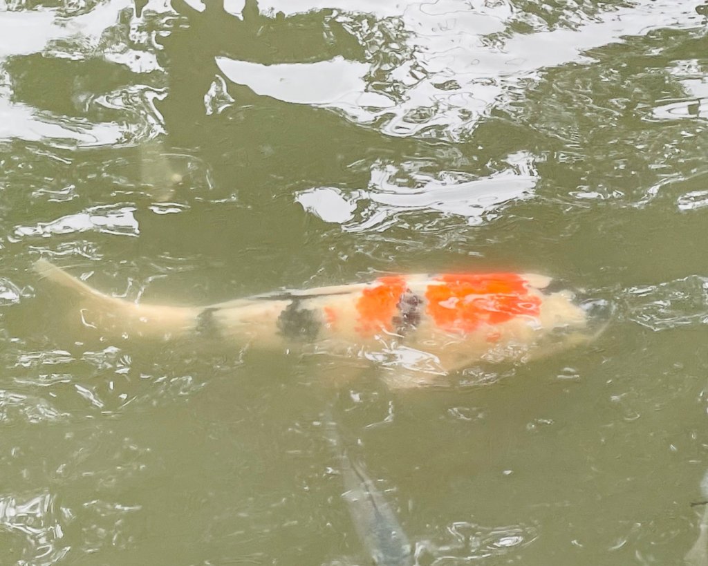 桃園大溪-花彩節🌼李騰芳古厝-月眉落雨松_2934757