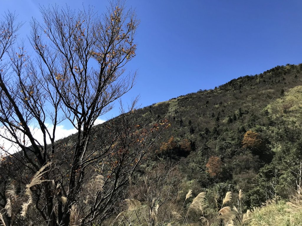 太平山_臺灣山毛櫸國家步道20201118_1967977