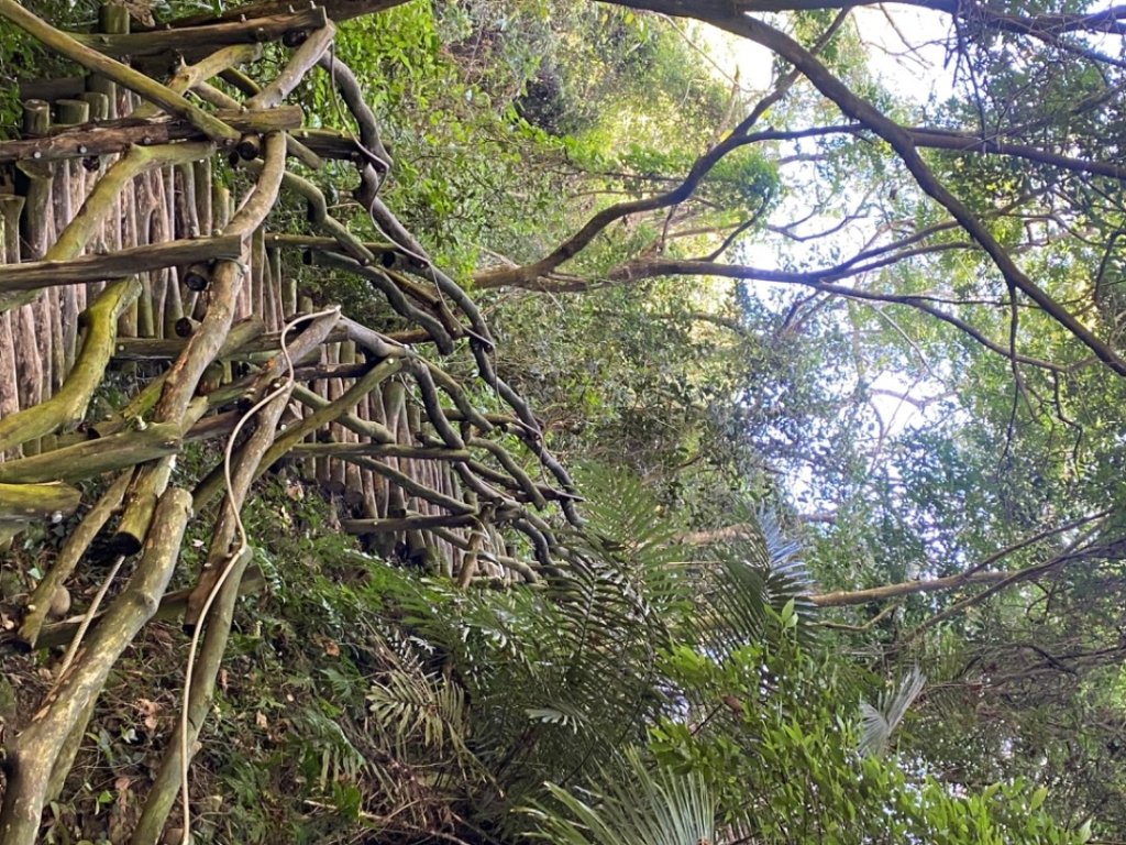 1111204大坑4、5號步道_2652936