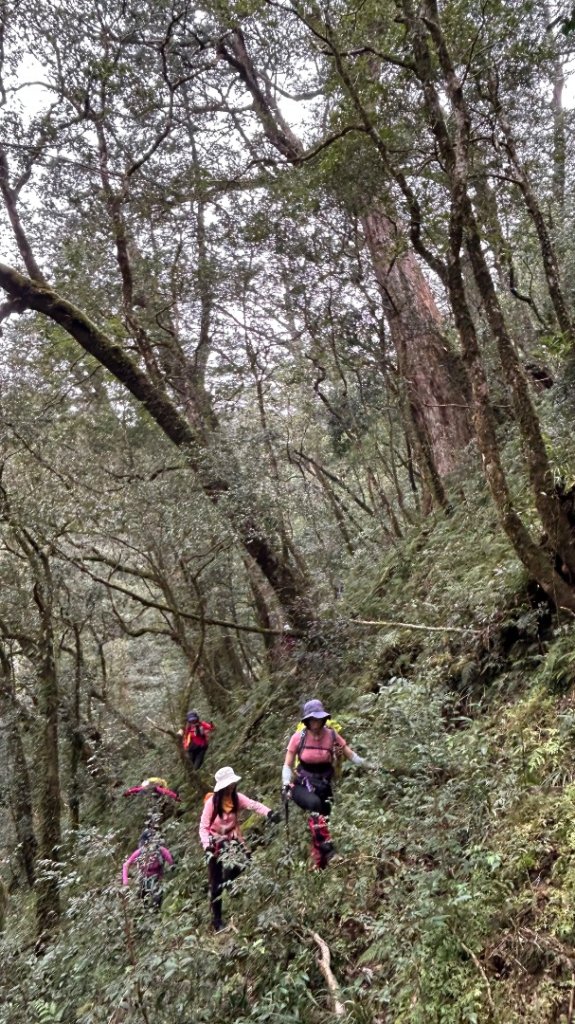 復興赫威神木_2748188