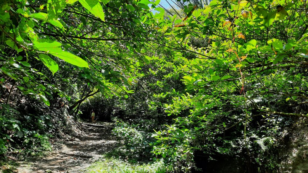 《雲林》紫斑蝶廊道｜龍過脈森林步道20220404_1662197