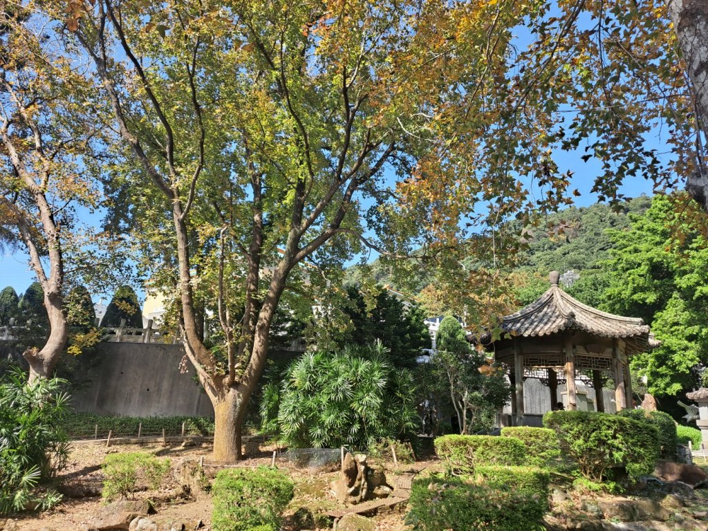 20240201故宮-狗殷勤古道-平菁街賞櫻-溪山百年水圳步道-平菁步道_2458398