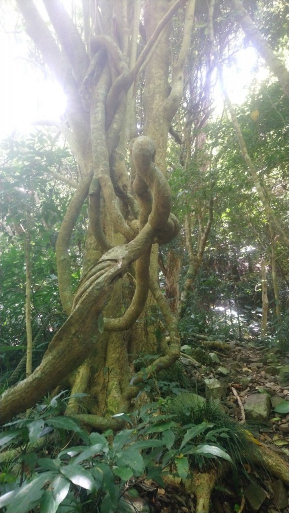 難惹的女仍山_1777342