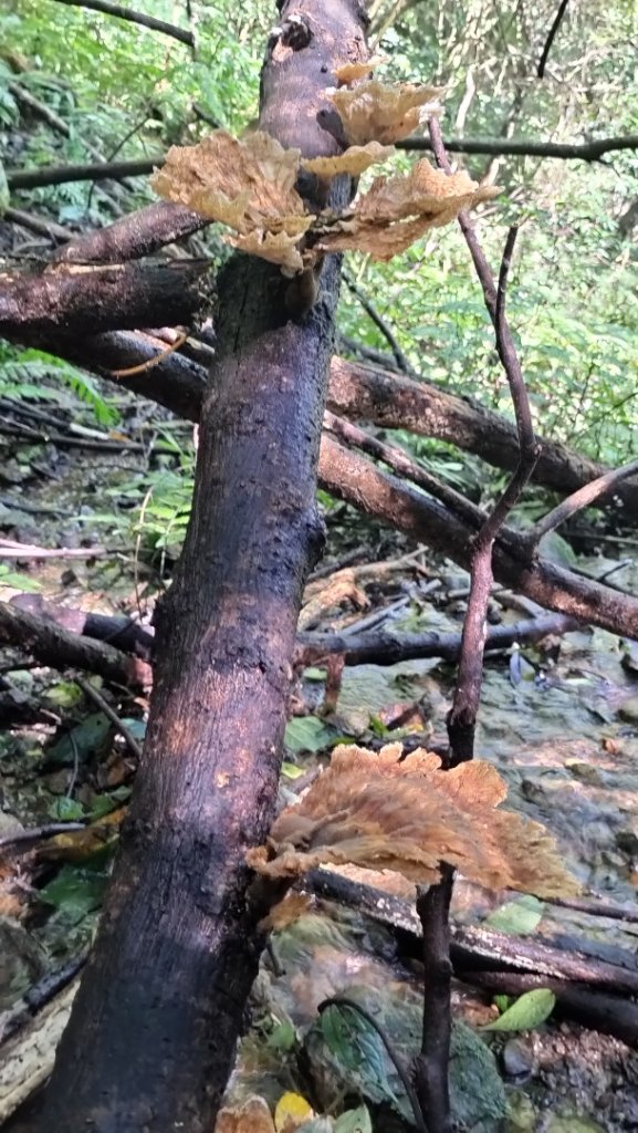 烏來大桶山麓茶園_2534208