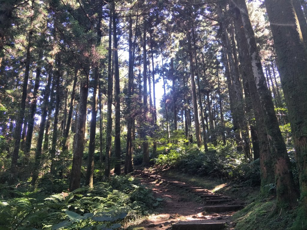 2020 10 28 東眼山自導式步道_1146668