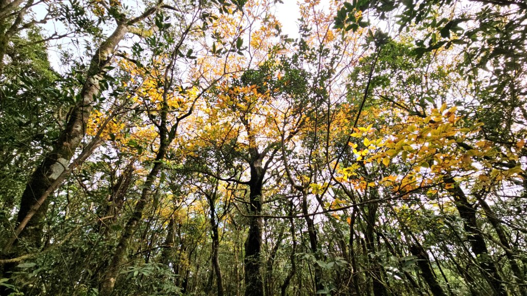 20251129逆走逐鹿卡保環型路線全段全紀錄_2949936