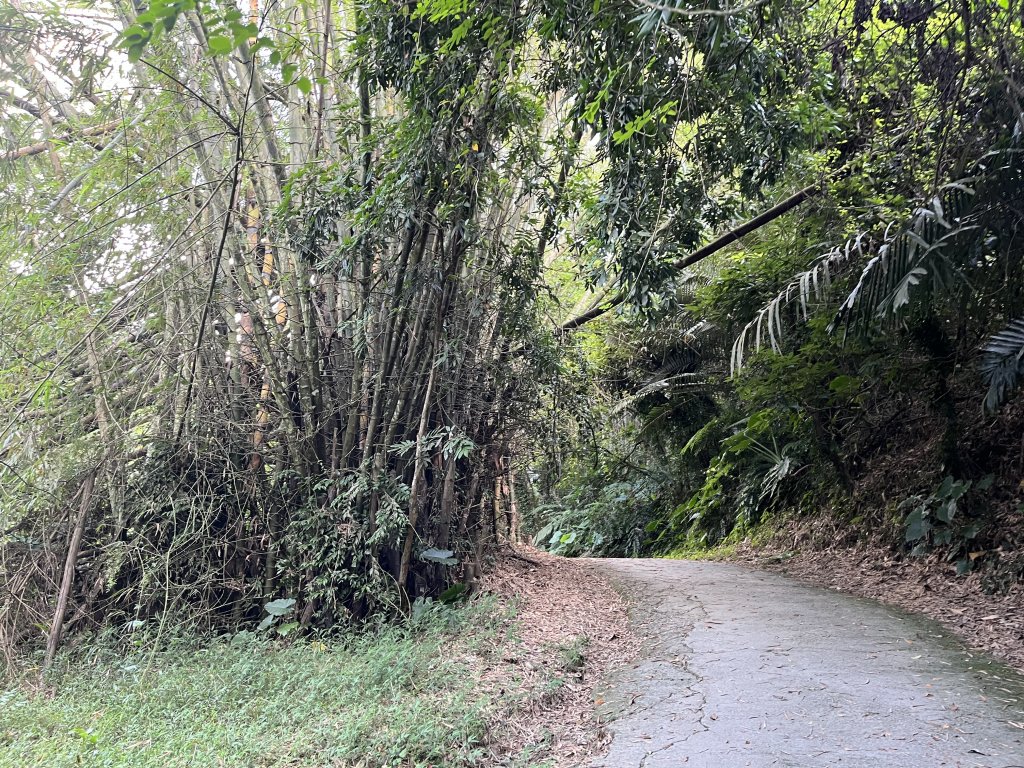 [百山百鳥尋旅-04/15] 2025_0817 龍過脈森林步道_2863233