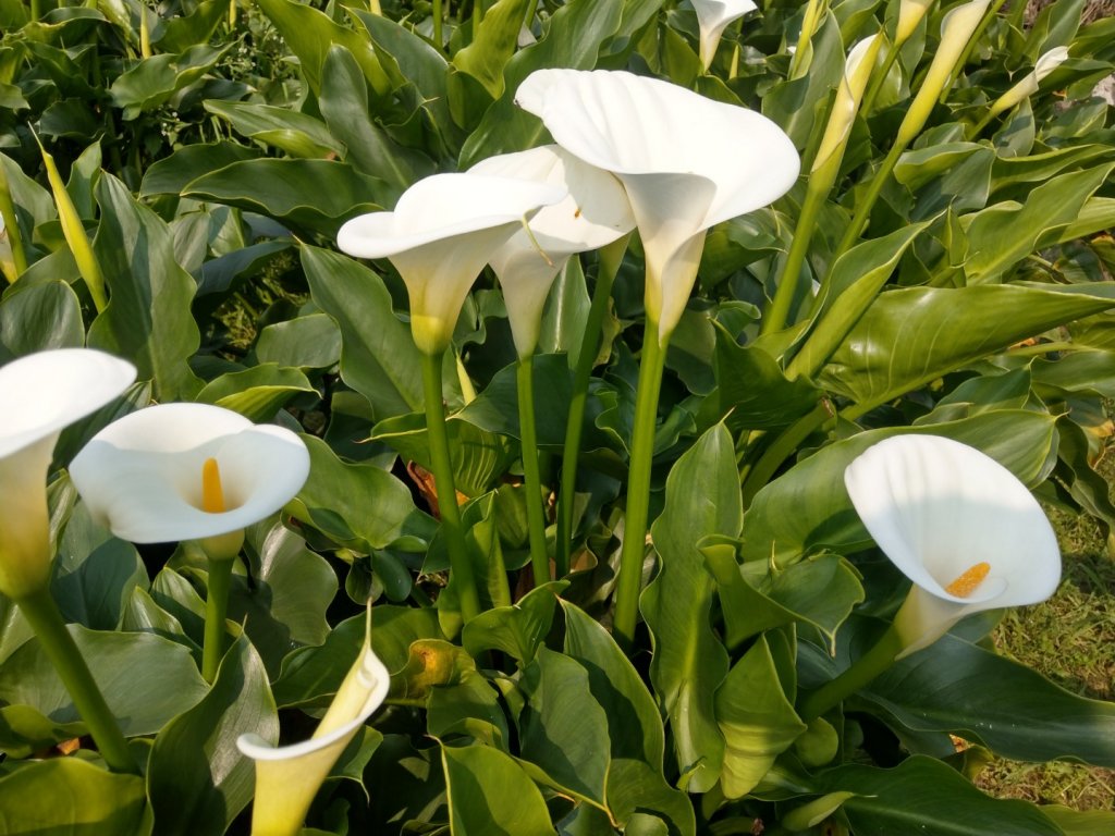 陽明山+竹子湖賞花_886642