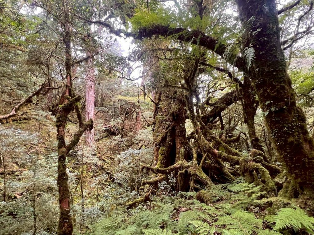 🌈9/7（日）夫拉縱走（夫婦山縱走拉拉山）✨FB：熊熊趴爬走🌈_2880902