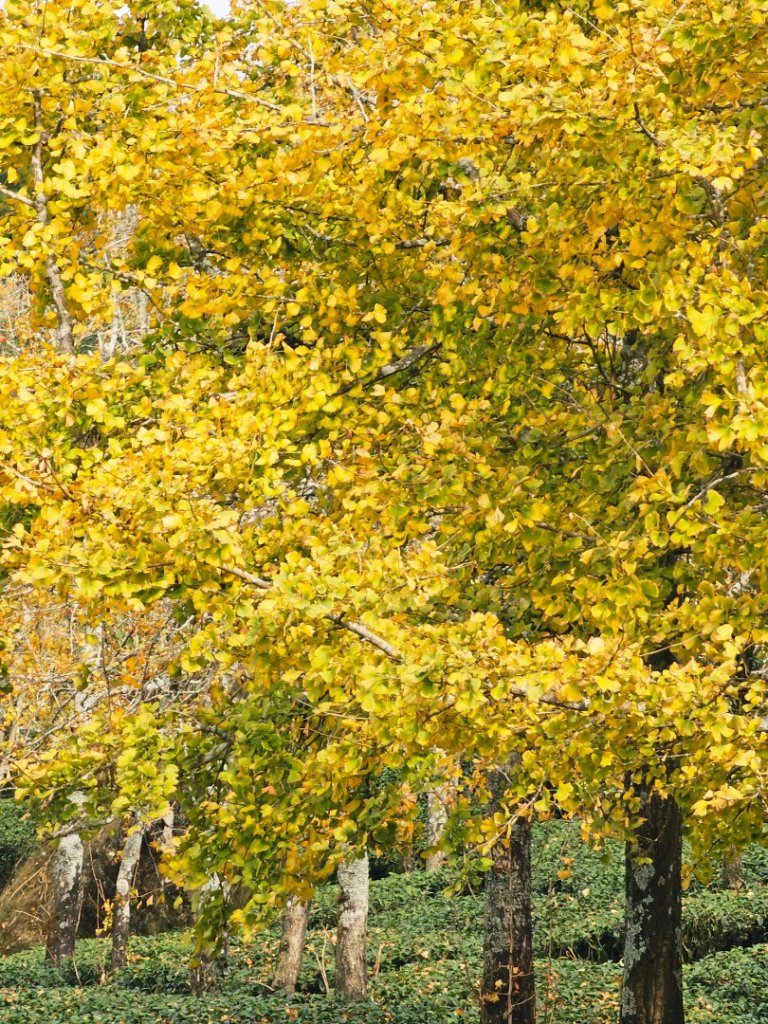 大崙山銀杏森林_2966107