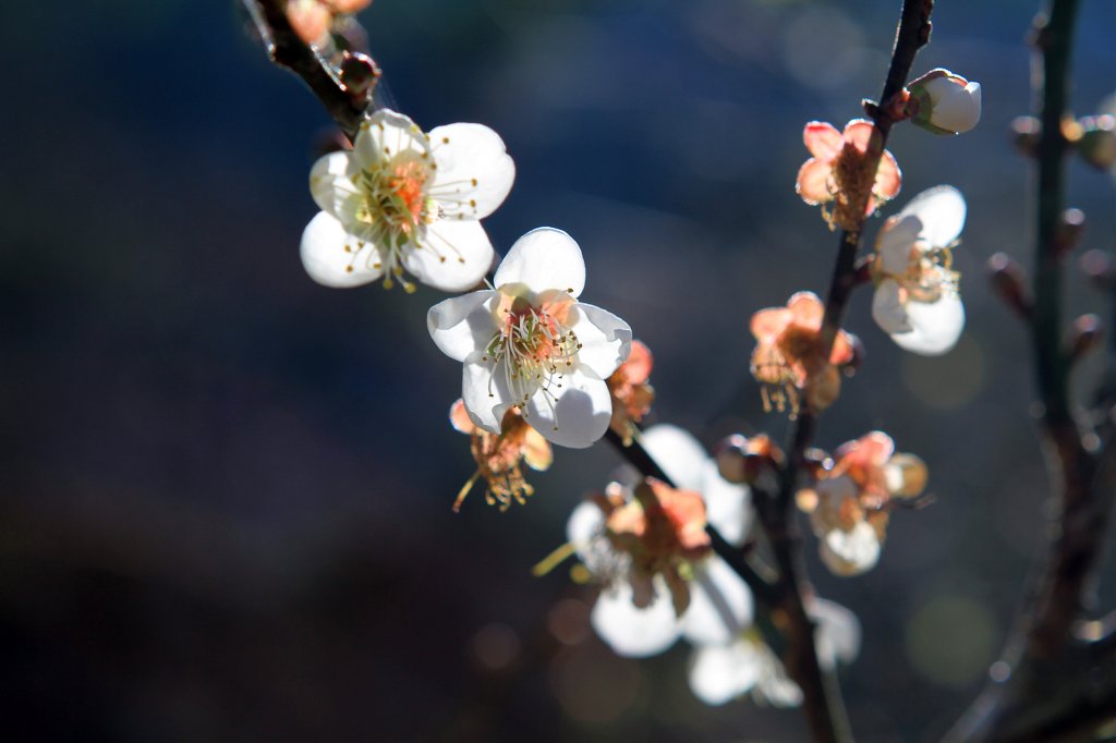 【臺南~楠西】梅嶺賞梅一~觀音步道_1246903