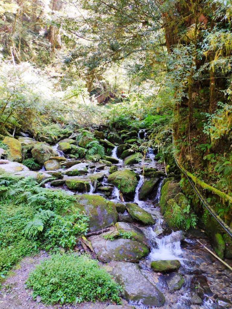 拉拉山神木群饗宴_1149183