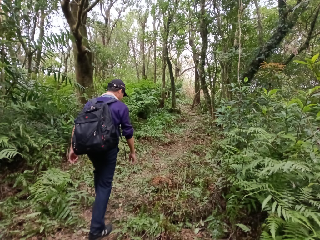 貢寮區蚊子坑古道+和美池+和美山+北勢坑古道_2990904