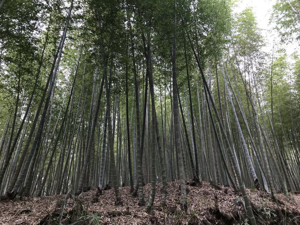 110年4月25日雲林  雲嶺之丘 五元二角 木馬古道_1456501