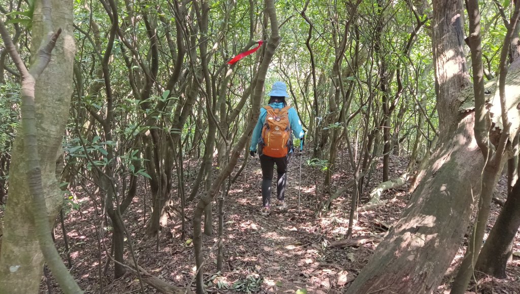 (姨婆趴趴走)第四十九集:攀登連走宜蘭梗枋山、橋板湖山_2747745
