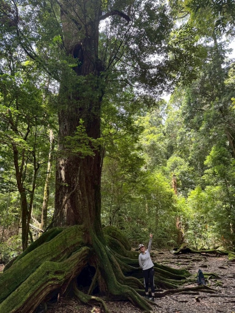 雪見大板根_2884117