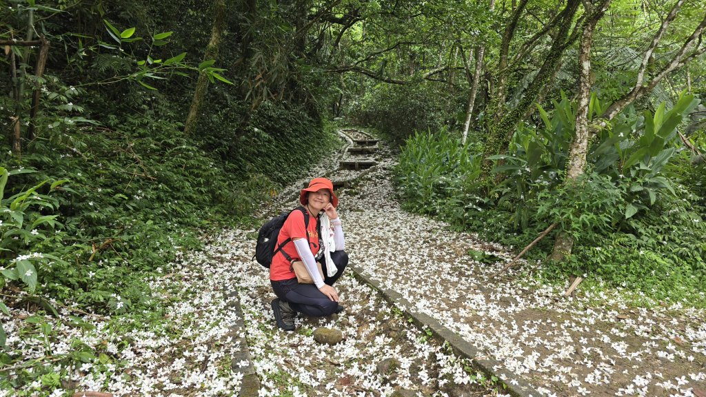 今年最美賞桐花秘境，瑪西賞桐步道，基隆七堵富民親水公園對岸。瑪陵坑溪秘境，台版亞馬遜雨林，苓蘭生態公_2782124