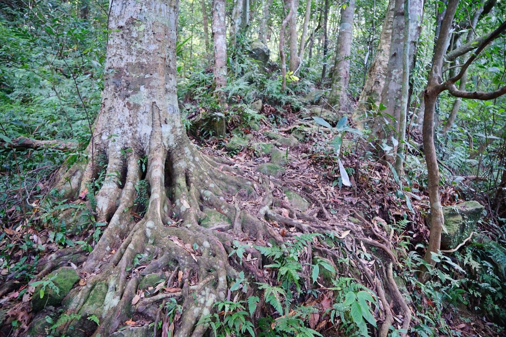 新竹關西鎮 水田林道之貴妃&那結山連走_1539679