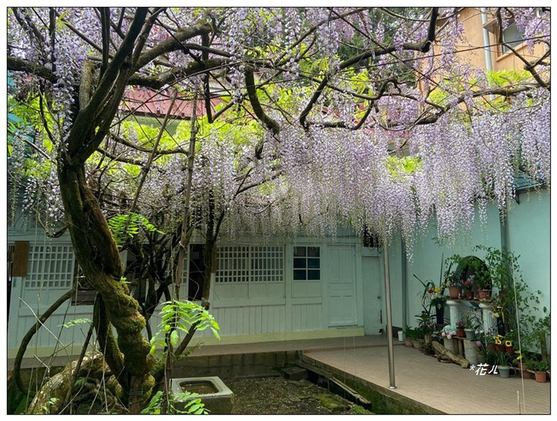 阿里山慈雲寺の紫藤_2782164