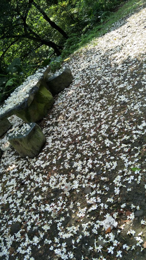 20170509土城賞桐步道_124844